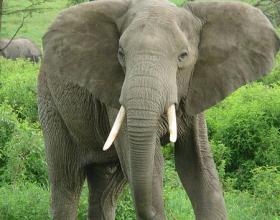 Big Ears and Long Tails