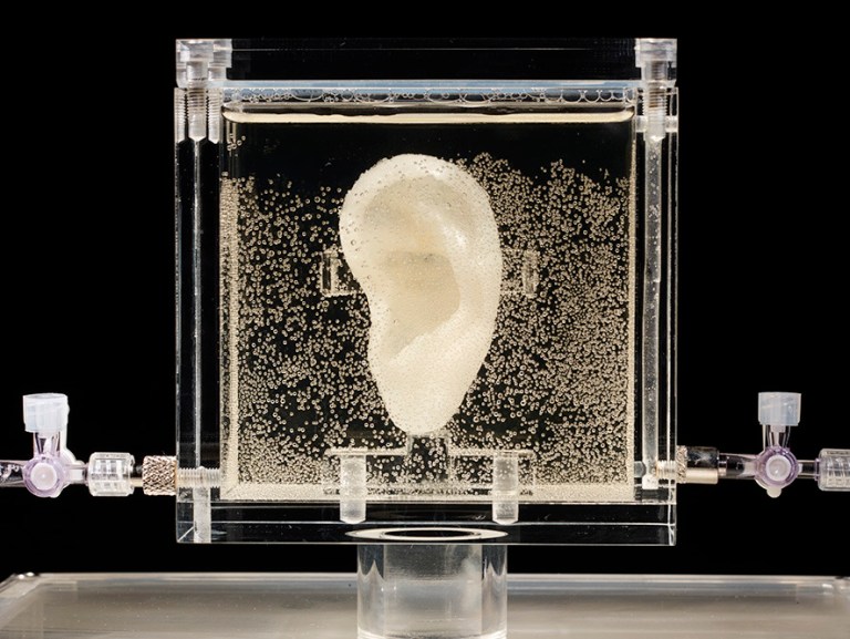 Undated picture shows an ear made of human cells grown from samples provided from a distant relative from Dutch artist Vincent van Gogh, in the center for art and media in Karlsruhe, Germany, Tuesday, June 3, 2014.  US based artist Diemut Strebe said she wants to combine art and science with the installation. (AP Photo/Diemut Strebe.Sugababe)