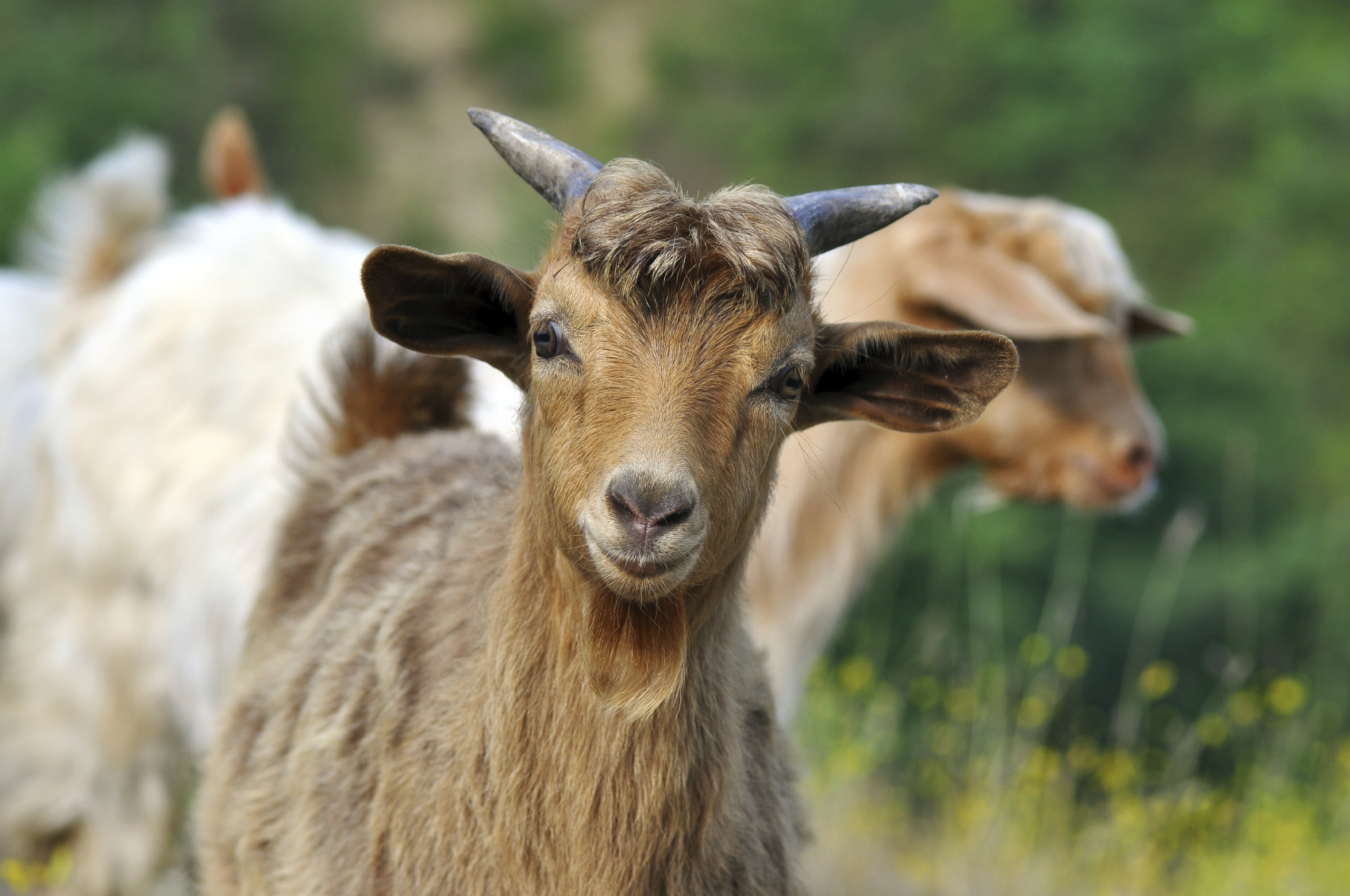 Richmond conservationists employ goats to clear historic black cemetery