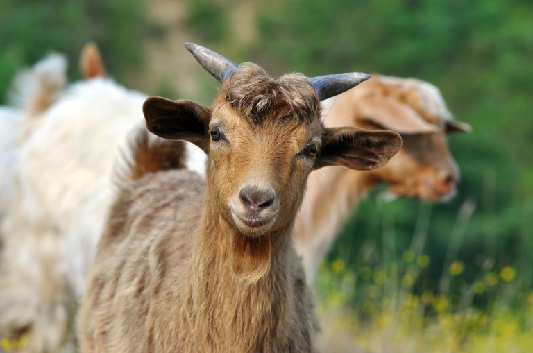 The Pentagon spent millions of dollars shipping Italian male goats to Afghanistan to mate with female Afghan goats to make cashmere as one of several initiatives to boost the Afghan economy after the war. (iStock Photo)
