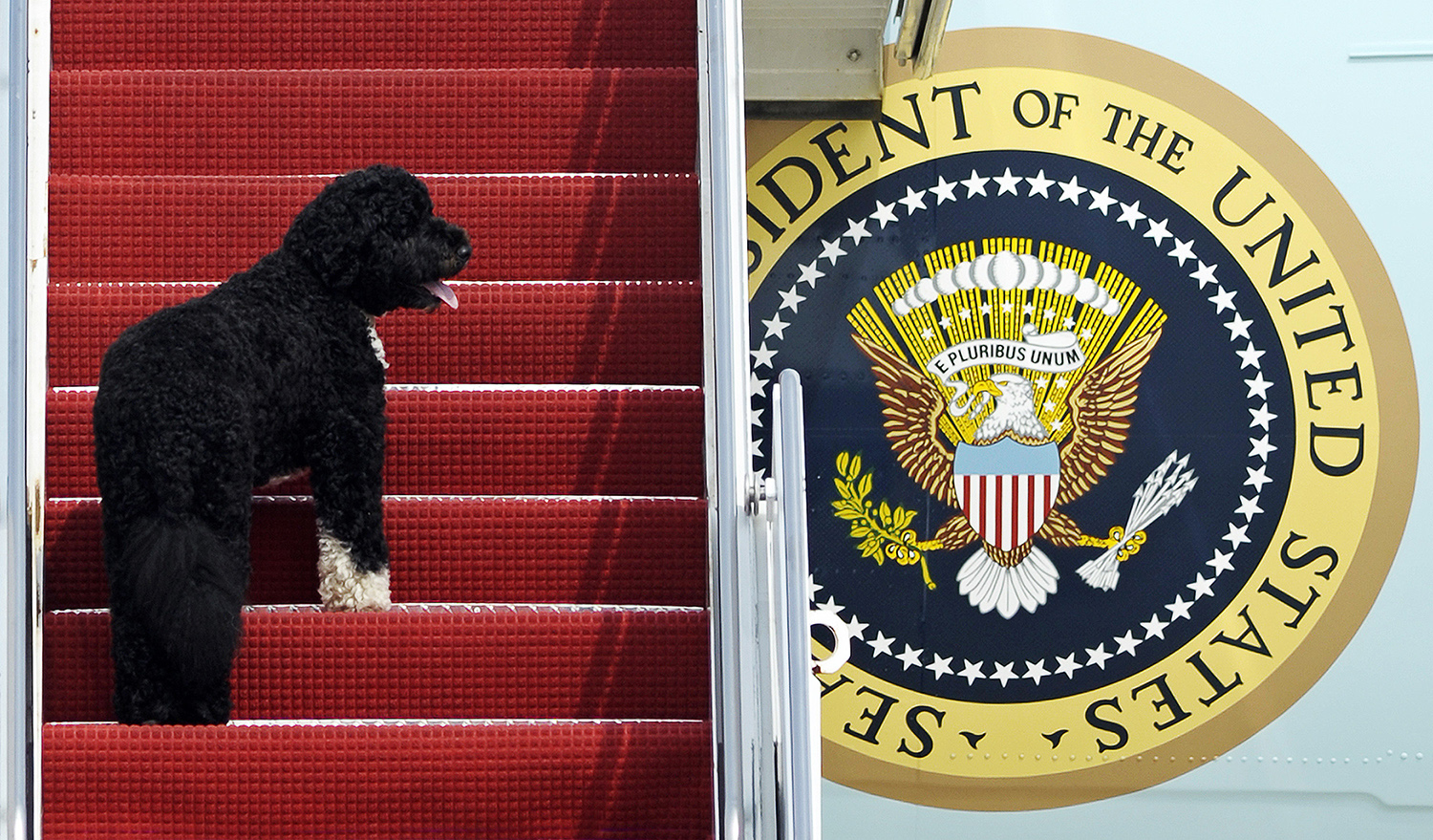 All the presidents’ pups: Presidents and their dogs (PHOTOS)
