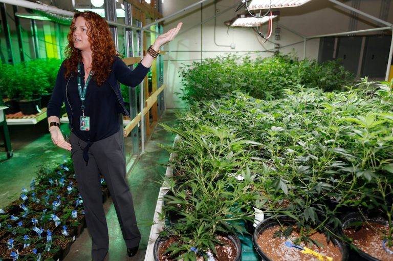 Elan Nelson, a spokesperson for a Nevada marijuana retail and grow facility, answers questions amid a forest of marijuana under cultivation. (AP Photo)Â 