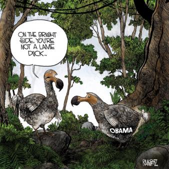 Dodo Bird
