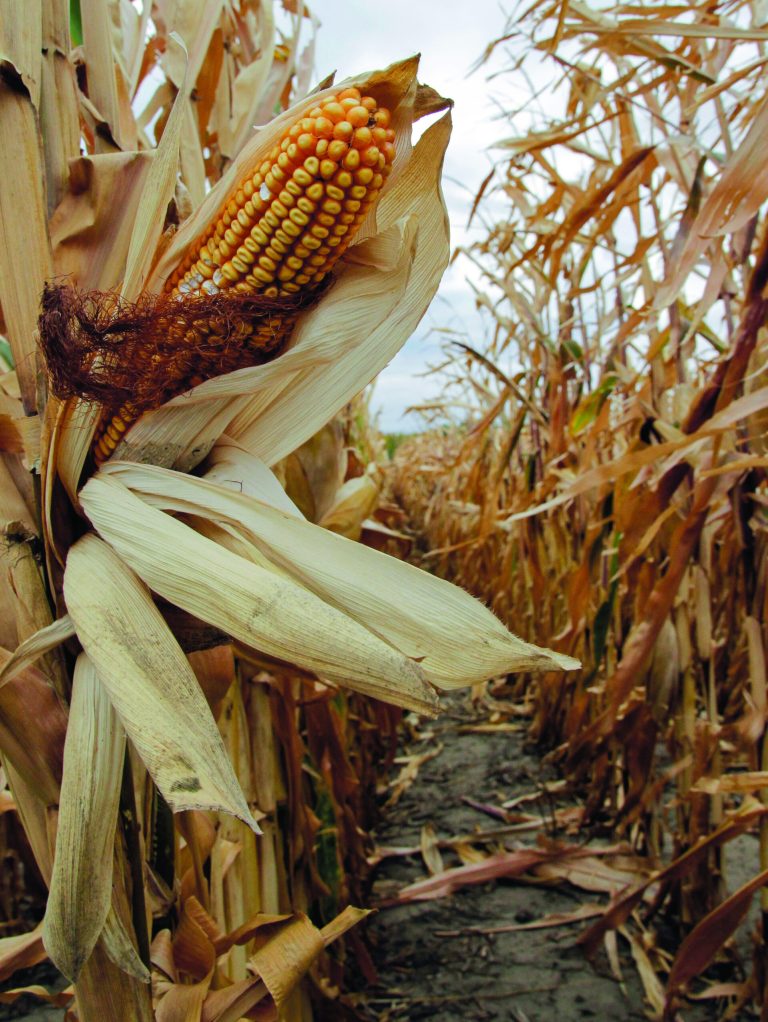 FILE - This Oct. 4, 2012 file photo shows un-harvested corn in a field near Council Bluffs, Iowa. Corn growers had high hopes going into the 2012 planting season but the drought that began last spring hit the corn crop hard. As a result, corn prices skyrocketed and corn has become scarce in some regions, forcing 20 ethanol plants around the country to halt production. Most are not expected to resume production until after 2013 corn is harvested in late August or September. (AP Photo/Nati Harnik, File)