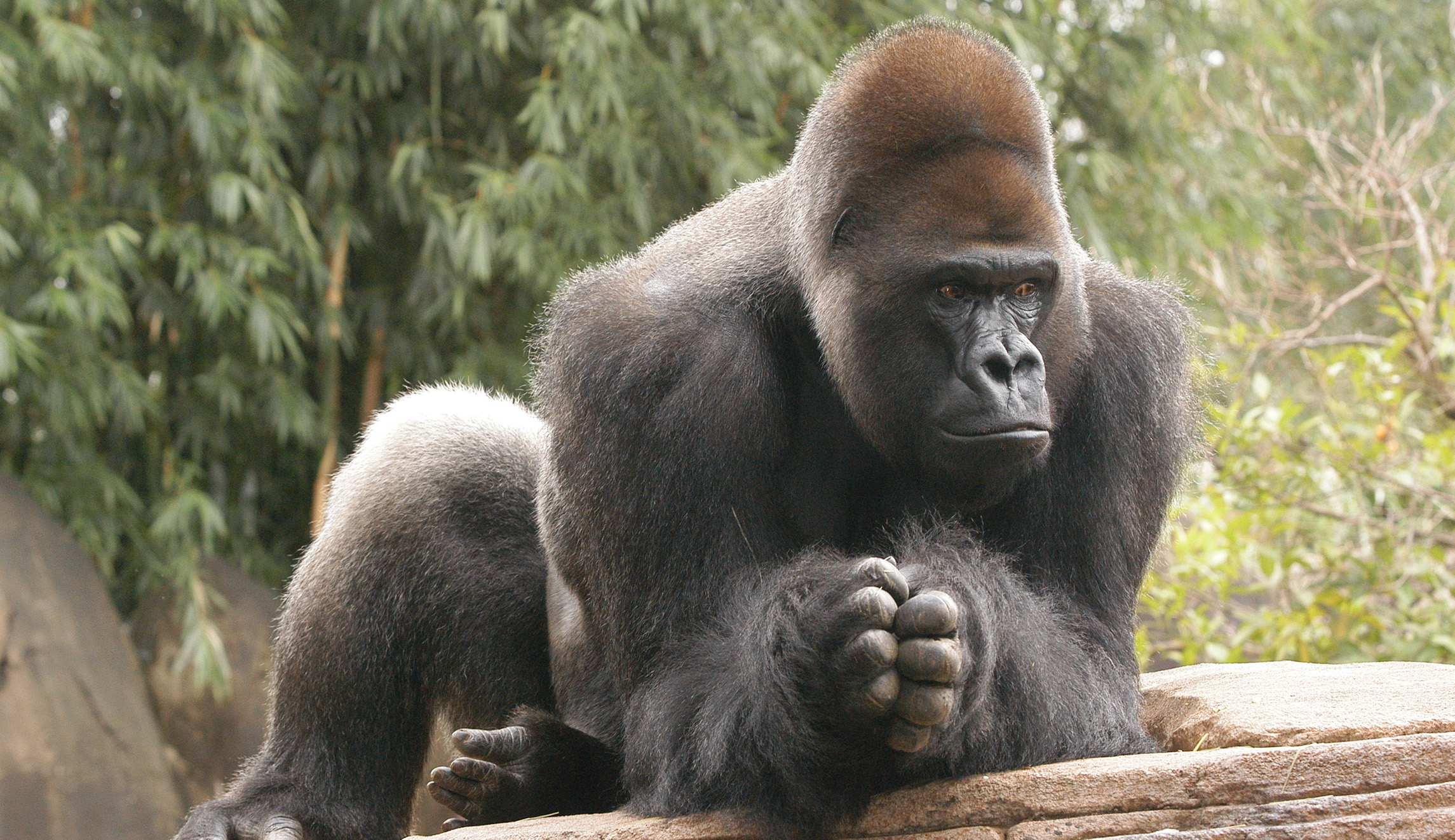 Senate’s midnight measure would protect gorillas