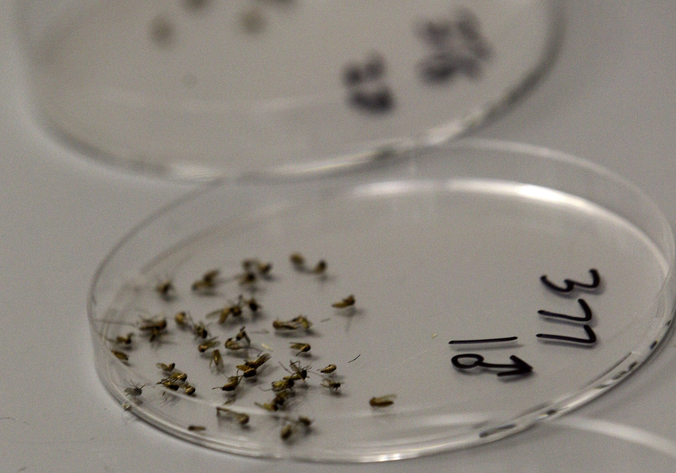 Va. reports 1st West Nile virus death in 2012