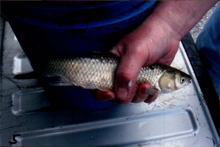   In an undated photo provided by the Michigan Attorney General, a confiscated Asian carp is shown. Michigan authorities have charged David Shane Costner of Harrisburg, Ark., with 12 counts of selling live Asian carp in violation of a state law meant to prevent the spread of invasive species. The state attorney general's office said Tuesday that Costner sold two grass carp to undercover investigators with the Michigan Department of Natural Resources last month in Midland. (AP Photo/Michigan Attorney General, HO)  