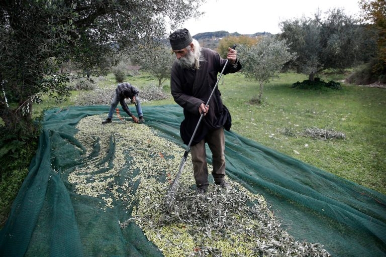 In this Friday, Nov. 29, 2013 photo, a Greek Orthodox Priest Dimitris Vlasopoulos collects olives from a canvas tarp in Kalo Pedi village, about 335 kilometers (210 miles) west of Athens. Plans to extend a brutal efficiency drive to olive oil production in Greece have been met with anger and disbelief. If proposals from a government funded study are adopted, olive oil blended with cheaper vegetable oils will soon go on sale as part of an effort to modernize Greece's economy, which was rescued from near bankruptcy four years ago. (AP Photo/Petros Giannakouris)