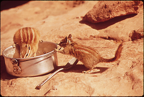 Today’s Document: Chip and Dale in Utah