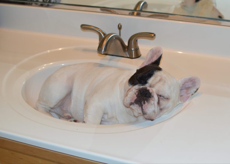This Oct. 25, 2014, photo provided by Amber Chavez, shows Manny the Frenchie, a male French bulldog, napping in the bathroom sink. Amber Chavez, owns Manny with her boyfriend Jon Huang.  (AP Photo/Amber Chavez)