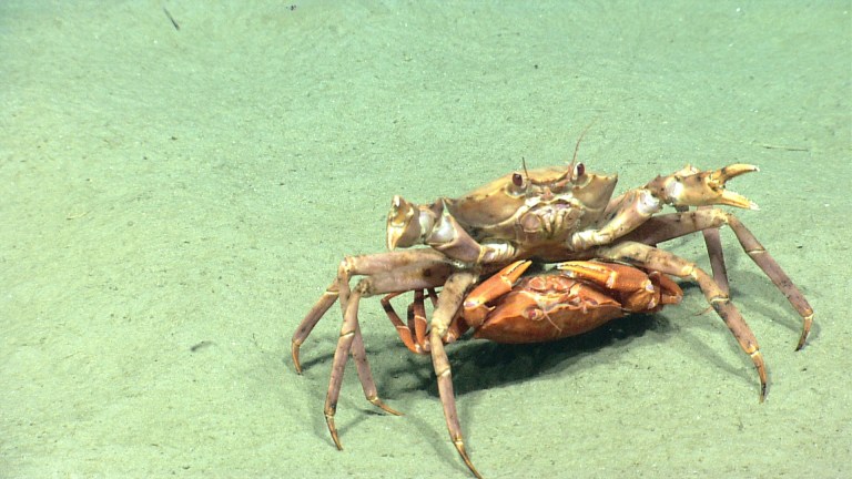   This image provided by NOAA, shows a Atlantic deep-sea red crab mating pair. The male crab is carrying the inverted female. National Oceanic and Atmospheric Administrationâs ship Okeanos Explorer and its robotic sub are providing live coverage of a expedition off Nantucket, that is allowing other scientists and everyday people to follow along. Until now, the world of the deep sea floor has mostly been the province of scientists where a handful of researchers would huddle on a ship and watch the video from below, take notes, and two or three years later write a scientific paper. (AP Photo/NOAA)  