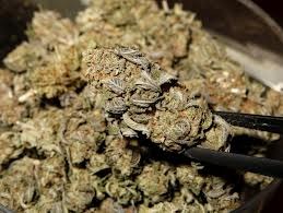 White House Drug Czar: We’re in a ‘conversation’ about marijuana