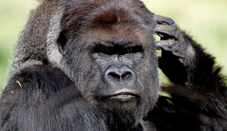 Several Twitter users Friday fell for a parody book excerpt posted online that reported President Trump demanded access to a 24/7 