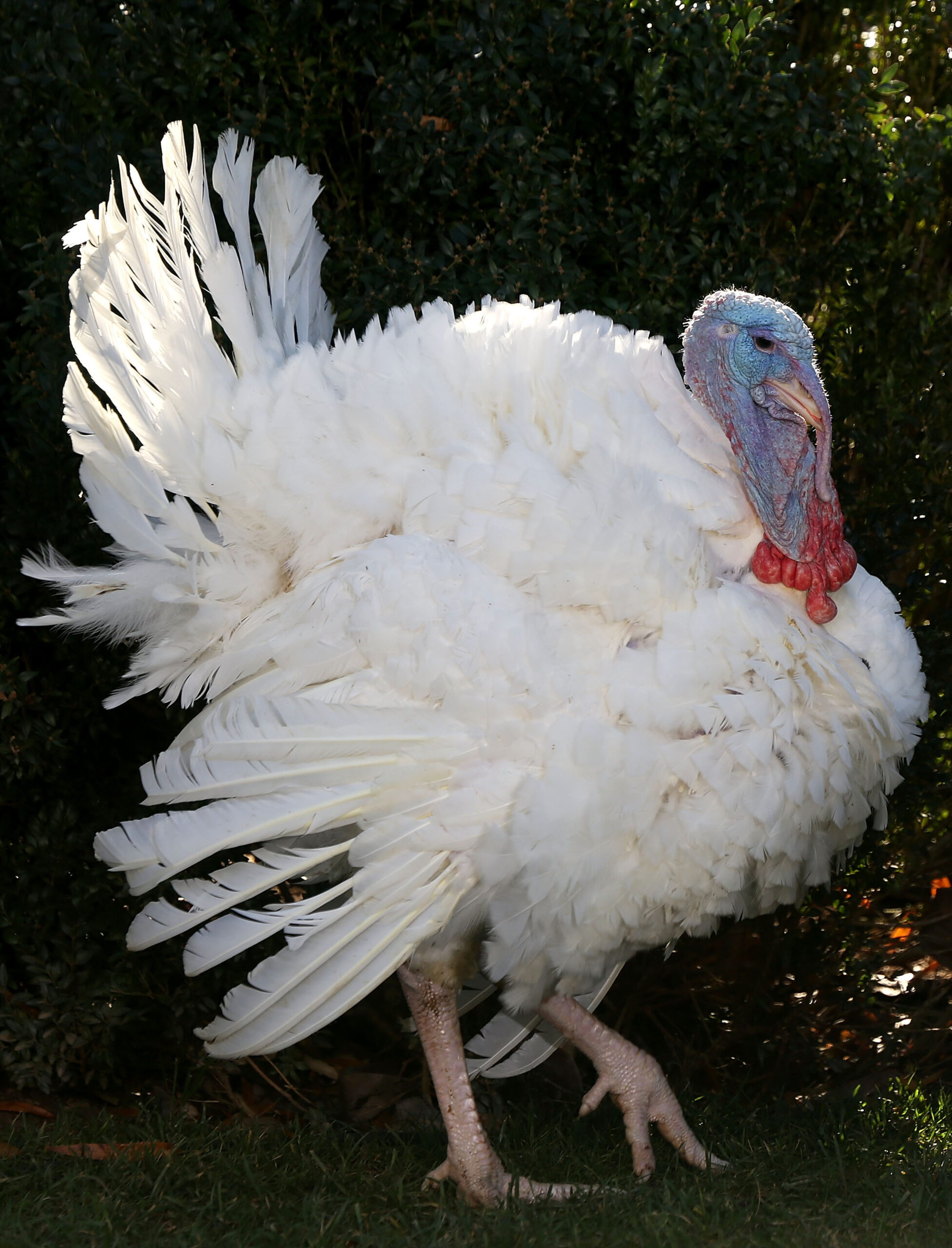 Beg your pardon? Presidential turkey comes from NW Minnesota