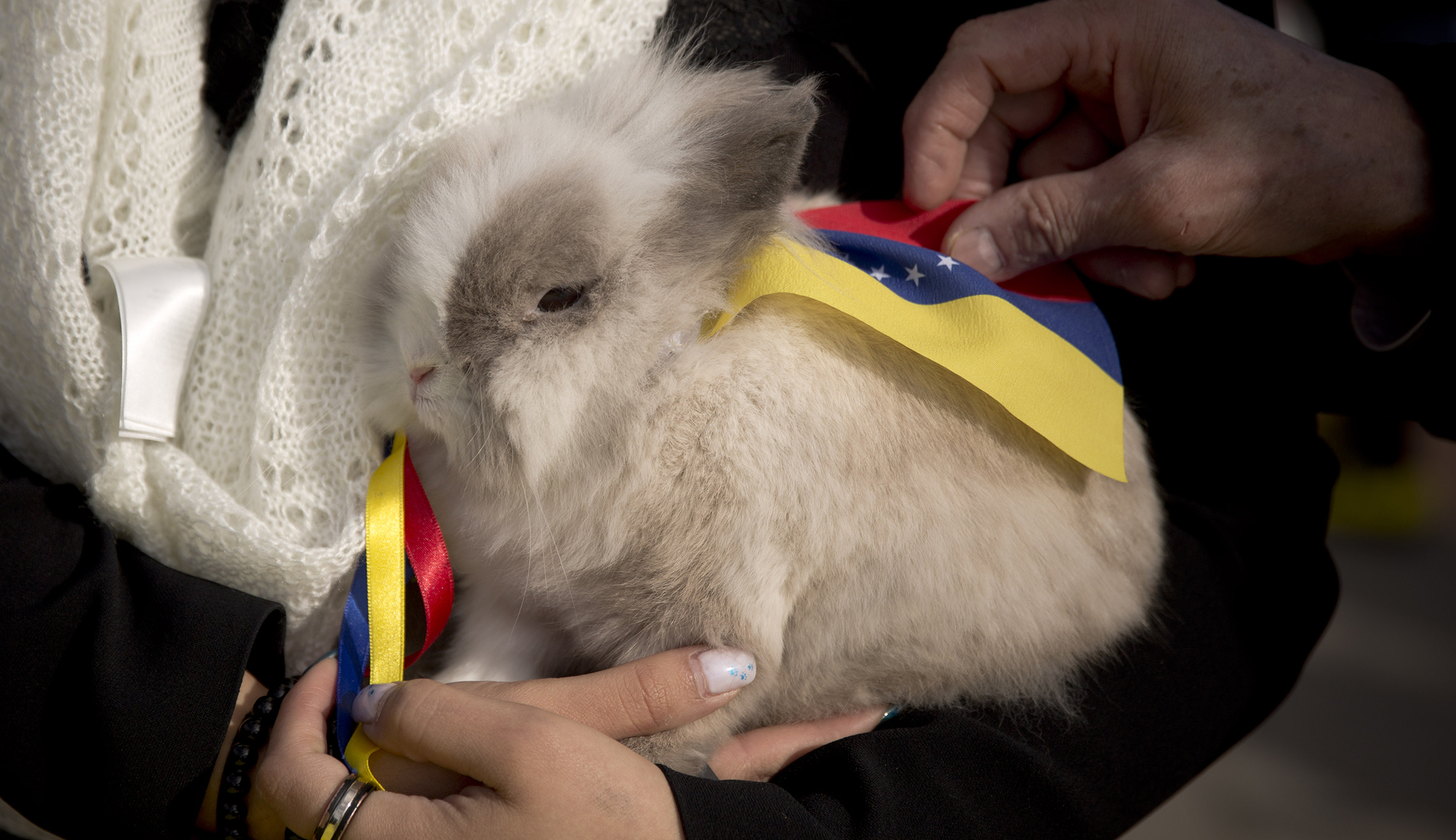 Venezuela: Once an energy paradise, now a rabbit republic