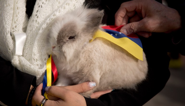 Rather than reform the economy to boost private production and attract foreign investment, that which would reduce starvation rates, Maduro resorts to this rabbit gimmick. (AP Photo/Anja Niedringhaus)