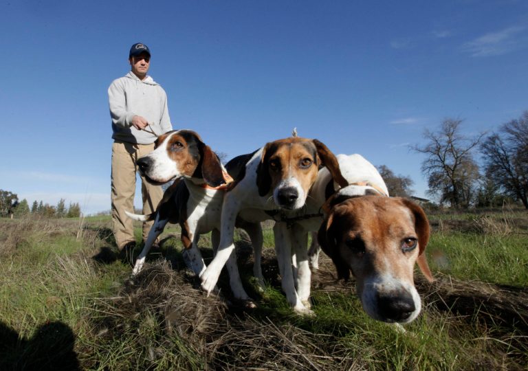  In this photo taken Tuesday, Dec. 18, 2012, Josh Brones, president of the California Houndsmen for Conservation, walks his hunting dogs, Dollar, left, Sequoia, center and Tanner right, near his home in Wilton, Calif. After Jan. 1, California hunters will no longer be able to use dogs to hunt bobcats and bears, under a law authored by Sen. Ted Lieu, D- Torrence.(AP Photo/Rich Pedroncelli)  