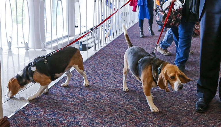 Animals don't have a voice nor representation in Congress, yet they have some friends in Reps. Dave Brat and Dina Titus, to make sure that tax money is not squandered on tests with limited utility and maximum pain to defenseless animals. (AP Photo/Cathleen Allison, File)