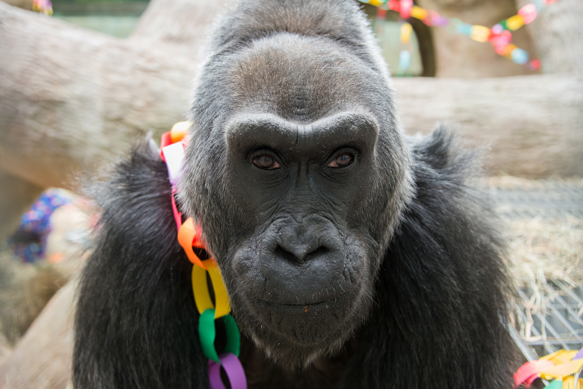 CVS to stop selling greeting cards with apes on them following PETA outrage