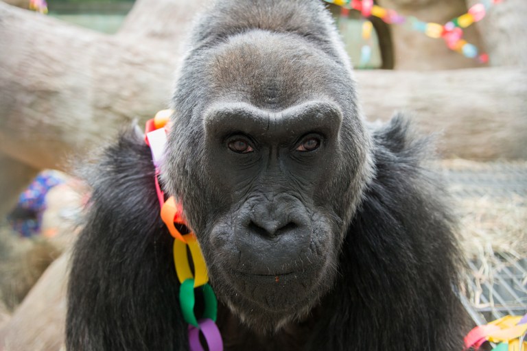   This photo provided by the Columbus Zoo and Aquarium shows 56-year-old Colo posing for a photo as she celebrates her birthday, Saturday, Dec. 22, 2012, at the Columbus Zoo and Aquarium in Columbus, Ohio. Colo is the oldest gorilla in any zoo. She was born at the Columbus Zoo and Aquarium in 1956. (AP Photo/Columbus Zoo and Aquarium, Grahm S. Jones)  