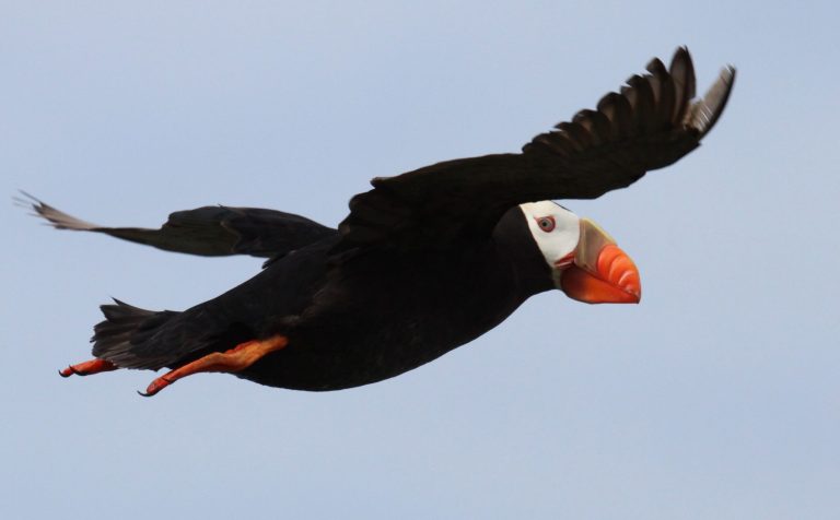 A Tufted Puffin flies over Hawadax Island in the Alaska Maritime National Wildlife Refuge in Alaska. (AP/Island Conservation)