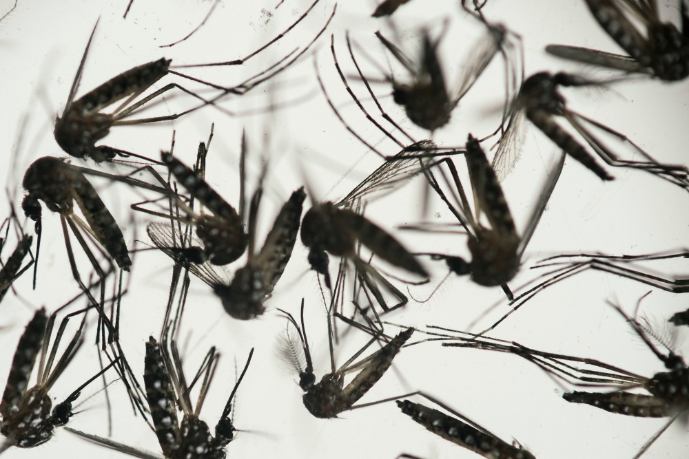 Puerto Rican dies from Zika