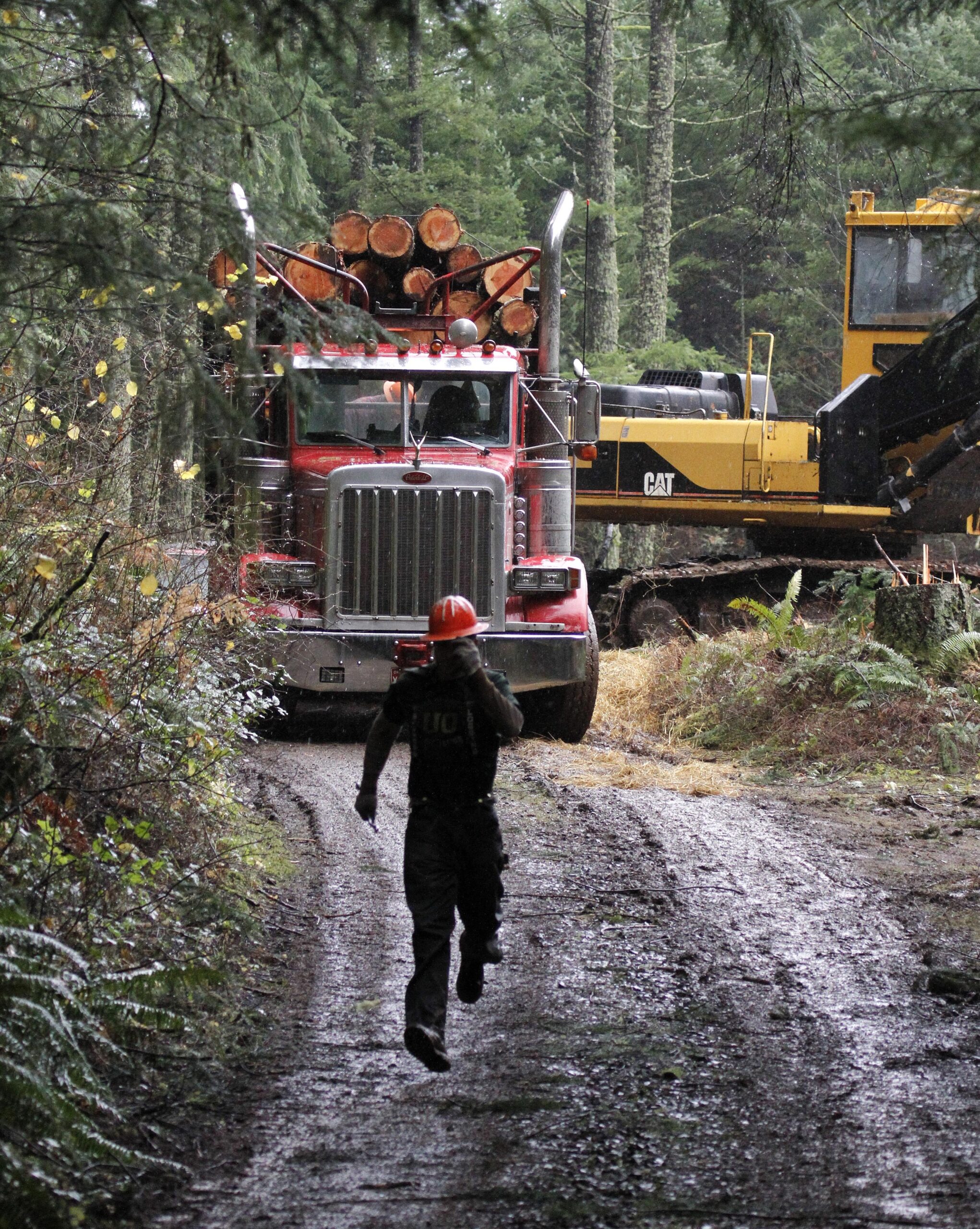 High Court to decide how logging roads regulated