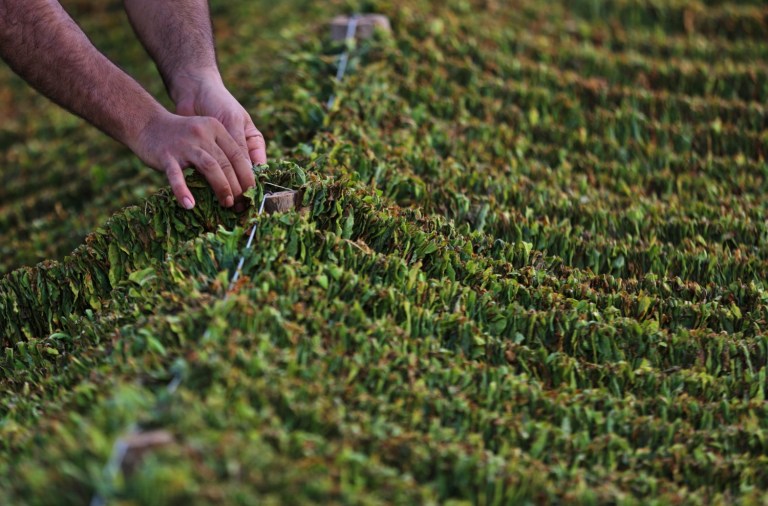 The World Health Organization is struggling to get countries to wipe out illegal trade in tobacco products. (AP Photo/Bilal Hussein)