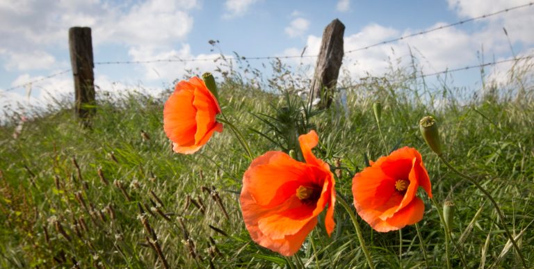In this Saturday, May 3, 2014 photo, poppies blow near a barbed wire fence in Geluwe, Belgium. Red poppies were first symbolized as a means of remembrance by Canadian World War I soldier and surgeon Lt. Col. John McCrae, in his famous poem, 