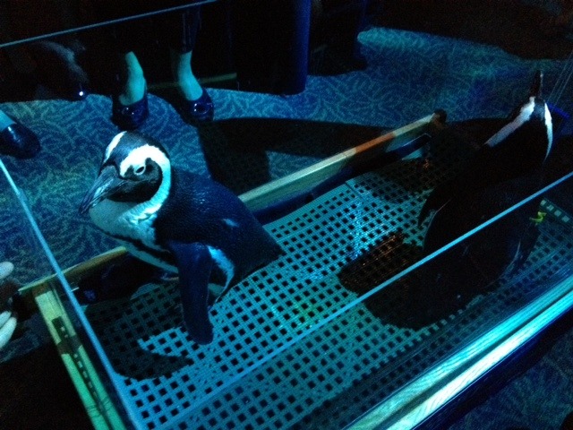 Romney staffers party among penguins