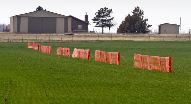 In this March 24, 2014 photo winter wheat grows near Wichita, Kan. Political instability in Ukraine _coupled with potential freeze damage to winter wheat in the United States and a deepening drought in some major wheat producing countries _ are conspiring to significantly drive up wheat prices, economists said Tuesday, March 25, 2014. (AP Photo/The Wichita Eagle, Mike Hutmacher)