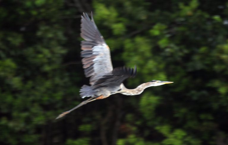 EVERGLADES NATIONAL PARK, FL - AUGUST 11:  A blue heron is seen flying in the Florida Everglades on August 11, 2011 in the Everglades National Park, Florida. The Obama administration announced it will pump $100 million into Everglades restoration. The money will go to buy land from ranchers as much as 24,000 acres - some 37 square miles - in four counties northwest of Lake Okeechobee and preserve them under permanent conservation easements.  (Photo by Joe Raedle/Getty Images)