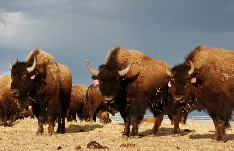 Millions of bison, or the American buffalo, once roamed America in massive herds before they were hunted to near extinction in the 19th century, after which they were brought back into greater numbers in the 20th century. (AP Photo/Matthew Brown, File)