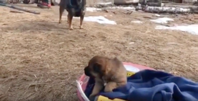 Video from the site reportedly shows puppies being rescued by volunteers. (Screengrab)
