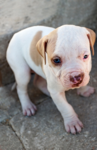 Pitbull puppy (ThinkStock photo)