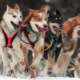 Reid on Defunding NPR: Remember the Iditarod!