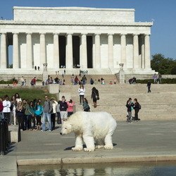 Polar Bear on the Loose in D.C.! Oh, Wait, It’s a Costume
