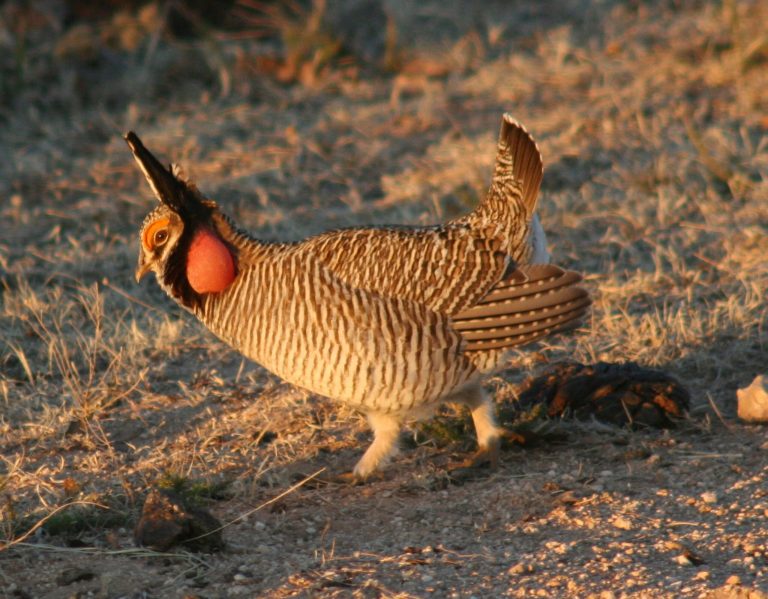 This March 2007 photo provided by the Texas Parks and Wildlife Department shows a male lesser prairie chicken in a mating stature in the Texas panhandle. (AP Photo/Texas Parks and Wildlife Department, Jon McRoberts)