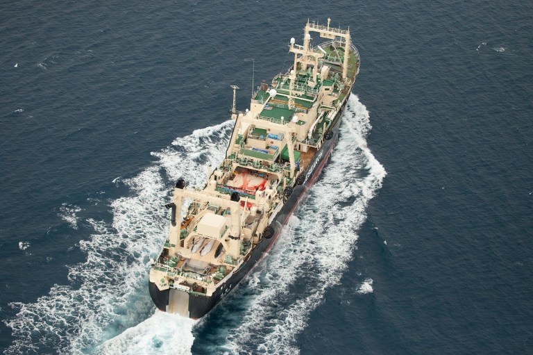 FILE - In this Jan. 5, 2014 file photo released by Sea Shepherd Australia, three dead minke whales lie on the deck of the Japanese whaling vessel Nisshin Maru as it travels through the Southern Ocean. Japan is seeking to resume Antarctic whaling next year under a revised research program that would involve fewer killings and only minke whale, following the U.N. top court's rejection to an earlier program, fisheries officials said Wednesday, Sept. 4. (AP Photo/Tim Watters, Sea Shepherd Australia, File) EDITORIAL USE ONLY, NO SALES