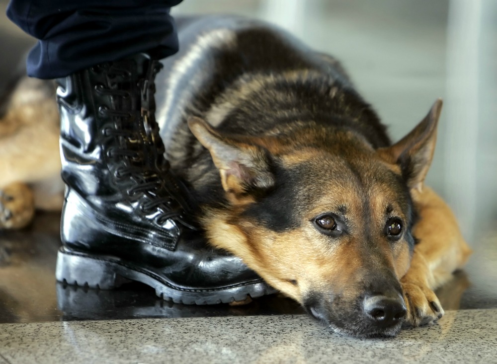 Animal lovers ask State to save Kuwaiti K-9s