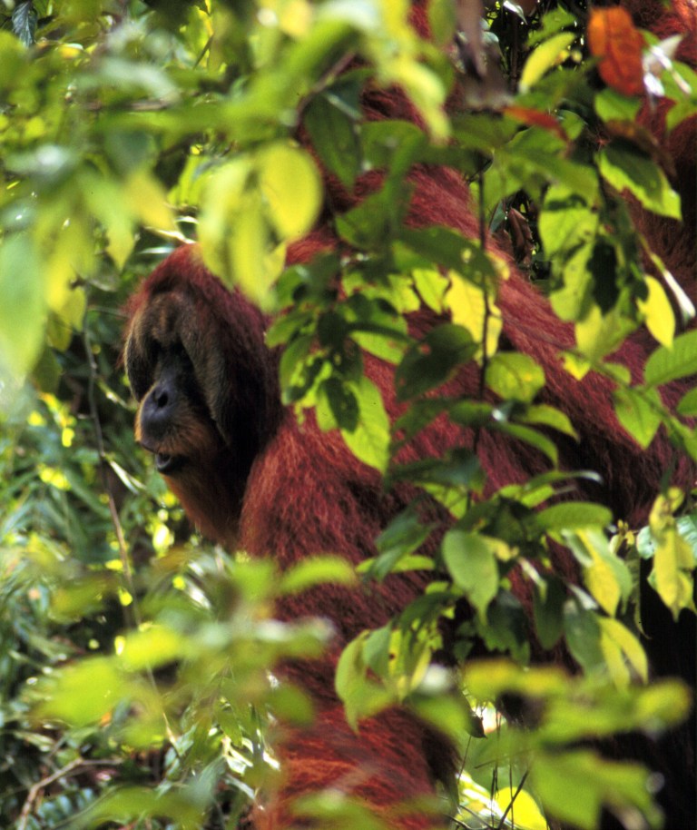   This photo provided by Carel van Schaik shows the orangutan Arno in the jungle of Sumatra in 1998 looking in the direction he intends to travel the next day and letting out a long whooping call to alert others of his route just in case they need to follow him or stay clear. What Arno did hundreds of times tells scientists that advance planning and social networking about your trip arenât just human traits. The results are detailed in a new study published Wednesday in the journal PLoS One, followed the male orangutans in hundreds of trips starting back in the 1990s. (AP Photo/Perry van Duijnhoven)  