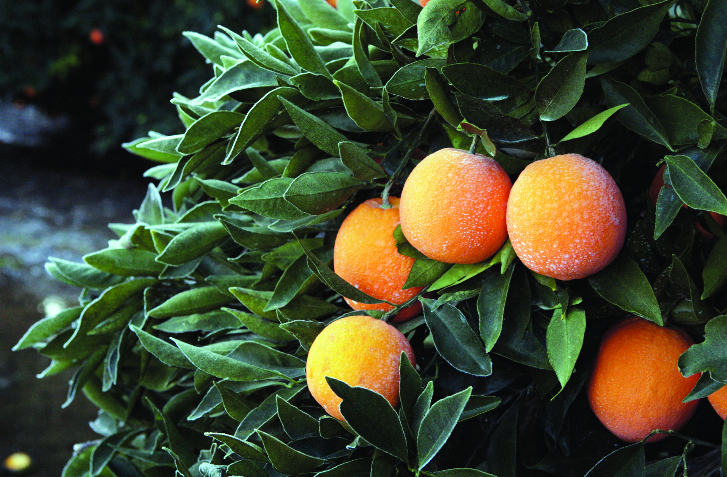 Cold still threatens crops in West but it’s easing