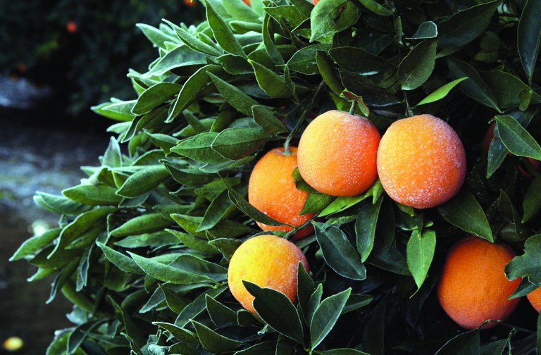 This Jan. 12, 2013, photo shows frost on a tree with oranges in an orchard near Sanger, Calif., after a night of freezing temperatures. As an unusual cold spell gripped parts of the West for a fifth day, some California citrus growers reported damage to crops and an agriculture official said national prices on lettuce have started to rise because of lost produce in Arizona. (AP Photo/The Fresno Bee, Craig Kohlruss) LOCAL PRINT OUT (VISALIA TIMES-DELTA, REEDY EXPONENT, KINGBURG RECORDER, SELMA ENTERPRISE, HANFORD SENTINEL, PORTERVILLE RECORDER, MADERA TRIBUNE, THE BUSINESS JOURANL FRENSO); LOCAL TV OUT (KSEE24, KFSN30, KGE47, KMPH26)