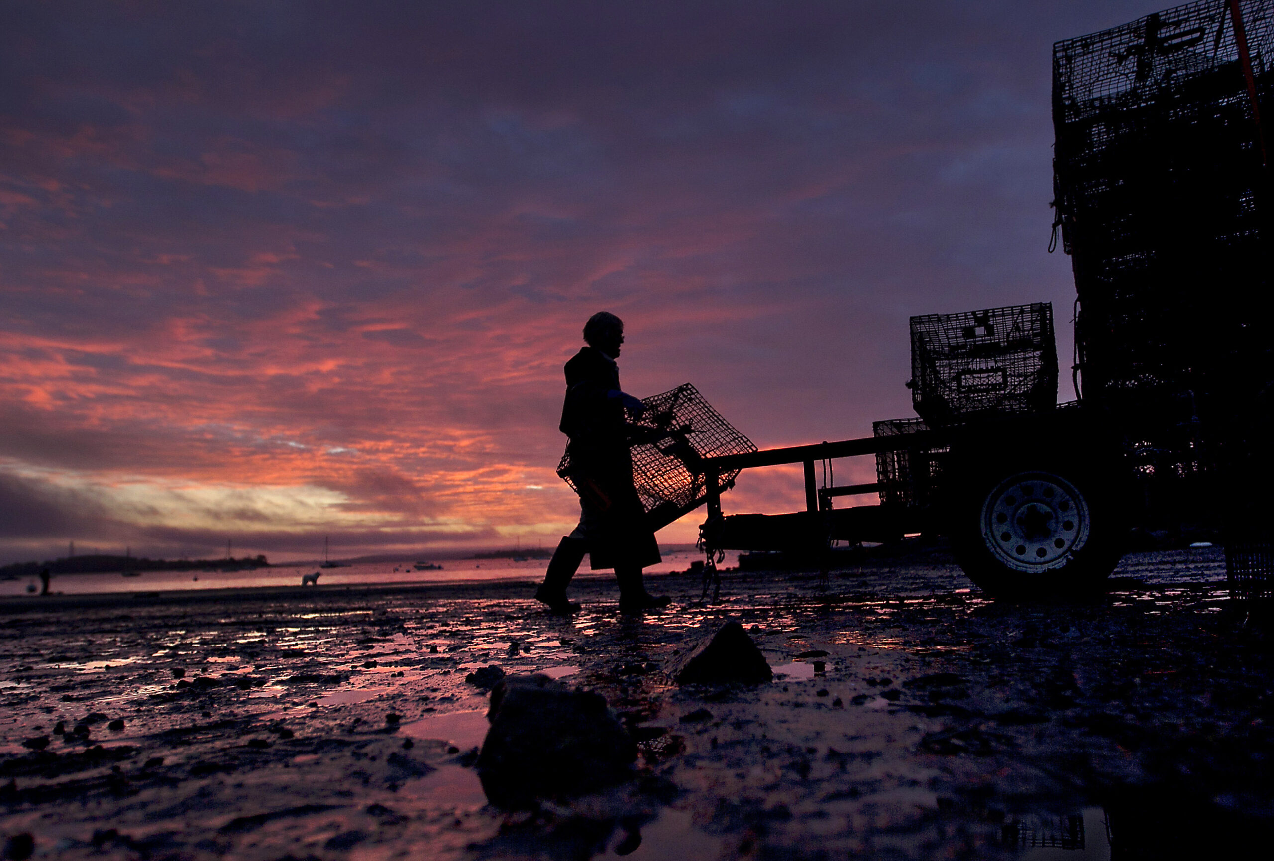 Lobster industry tries new ways of commerce to offset economic impact of COVID-19