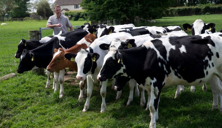 If the UK adopted U.S. standards to facilitate transatlantic trade, as U.S. Commerce Secretary Wilbur Ross recently demanded, it would have to diverge from EU agricultural regulations. That would mean UK produce and food products would start to face customs and sanitary checks at the EU's border, even if tariffs could be avoided. (AP Photo/Matt Dunham)