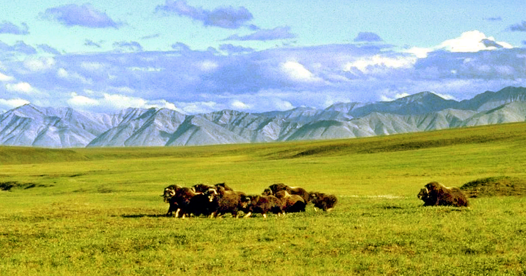 Democrats threaten to block Republican budget provision to allow drilling in Alaska wildlife refuge