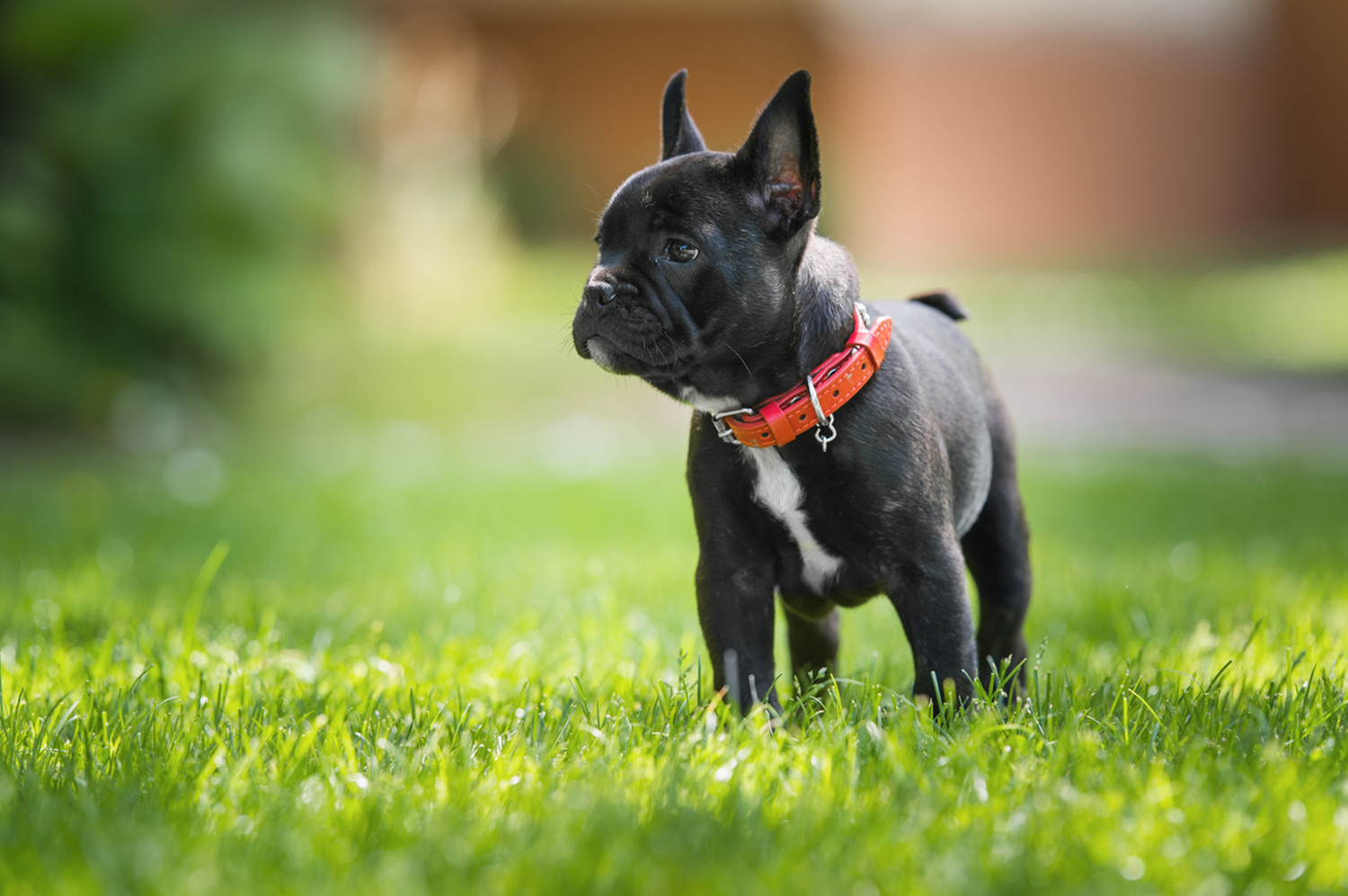 California leads from behind on pet welfare