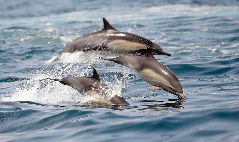Draft rules released by NOAA would require shutting down surveying operations for dolphins. (AP Photo/Nick Ut)