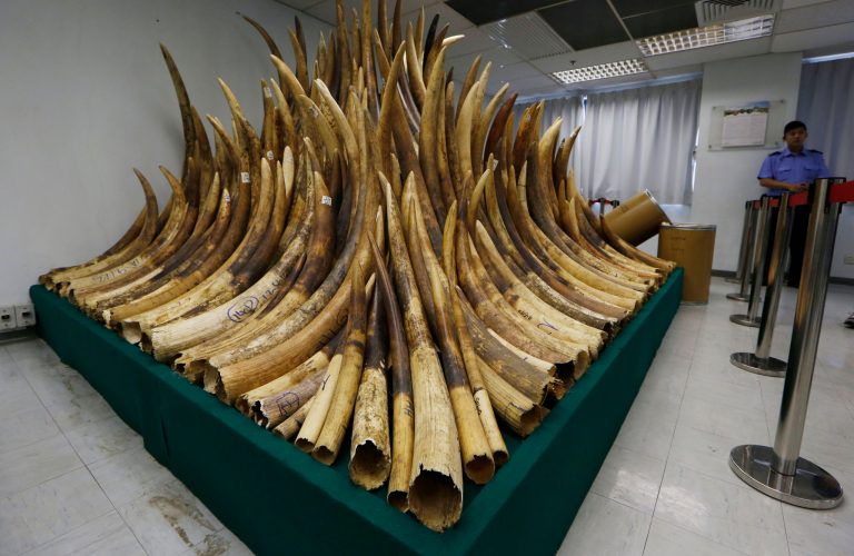 A security guard stands next to confiscated ivory which will be destroyed at a chemical waste treatment center in Hong Kong Thursday, May 15, 2014. Hong Kong has started incinerating its nearly 30-ton stockpile of confiscated ivory to show it's serious about cracking down on an illegal wildlife trade that is devastating Africa's elephant population. Authorities on Thursday destroyed the first batch by burning a metric ton of elephant tusks in a rotary kiln. Destroying the stockpile, which is one of the world's biggest, is expected to take up to two years. (AP Photo/Kin Cheung)