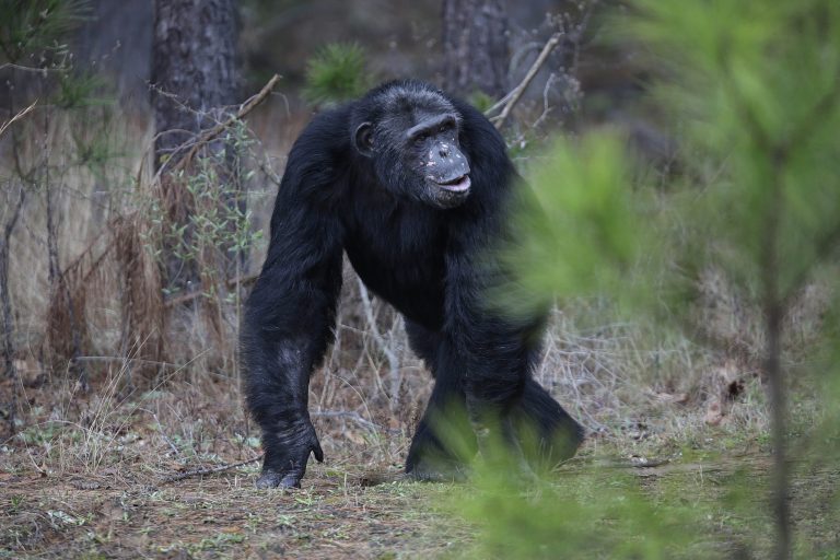New restrictions and permits, with reduced demand for the animals, helped lead to the decision. (AP Photo/Gerald Herbert)